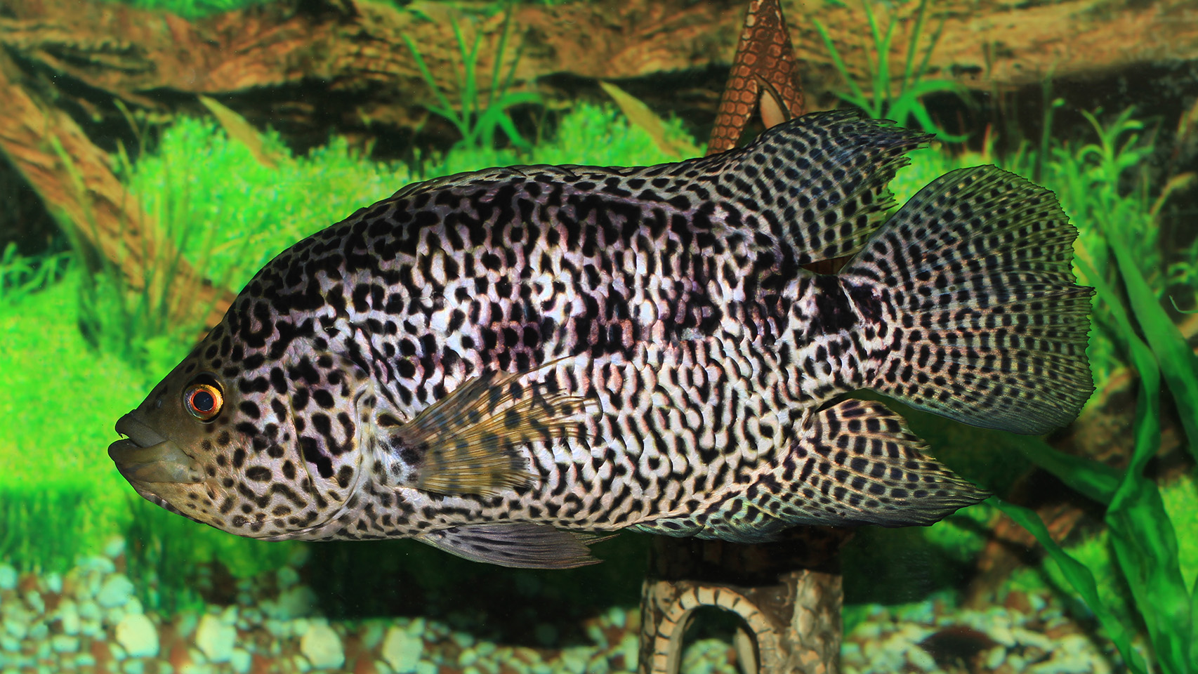 圖片：花身副麗魚（珍珠石斑）