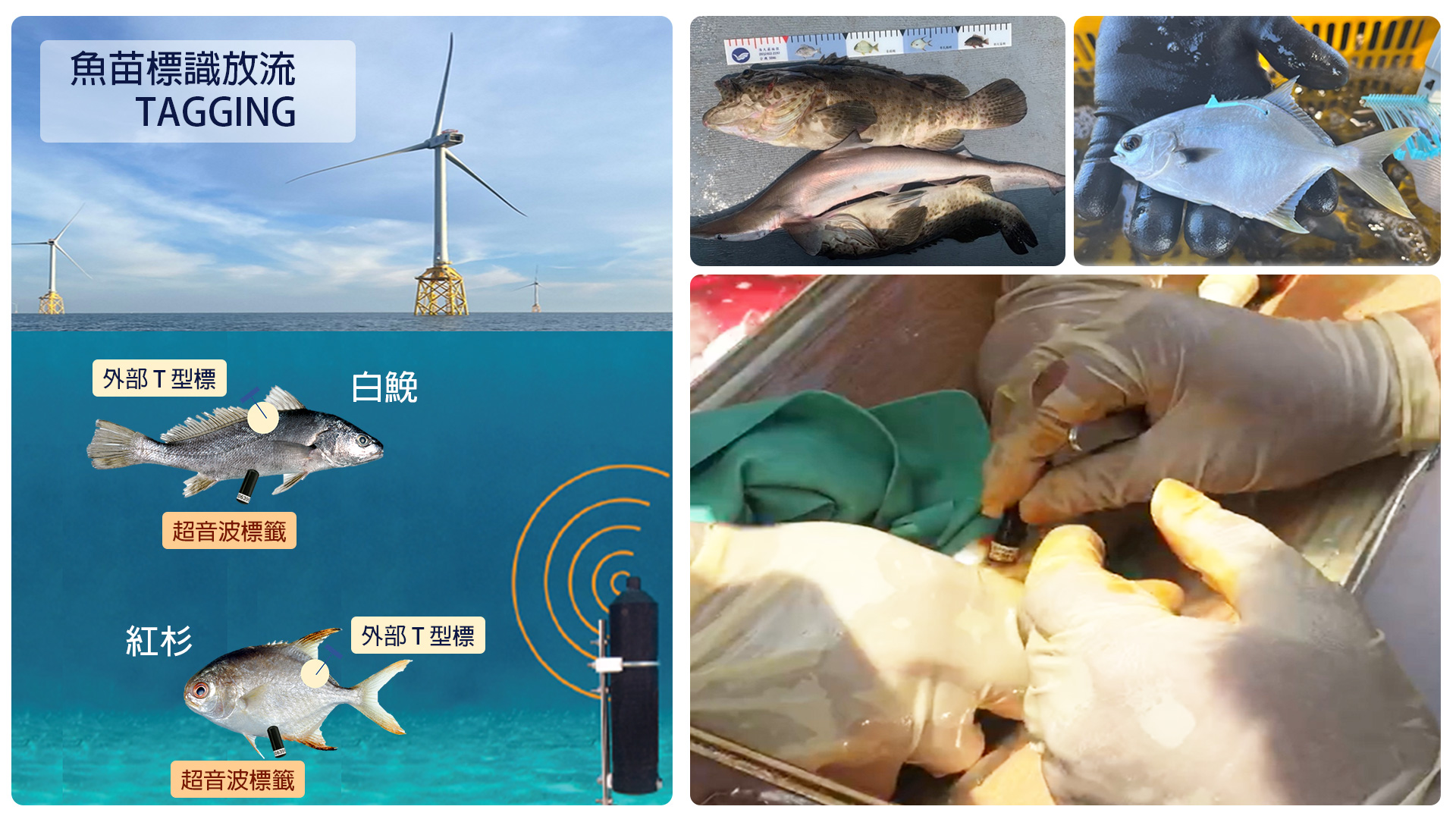 蘇副教授和團隊在離岸風場放流魚苗，並以自行設計的聲學監控裝置進行監測(左)，以及風場內漁業資源的變動調查(右)